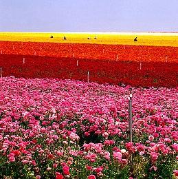 炸鸡轰炸！肯德基上校加入《Funko Fusion》