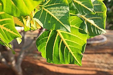 黄仁勋介绍NS2定制Tegra芯片：性能相较NS1增10倍